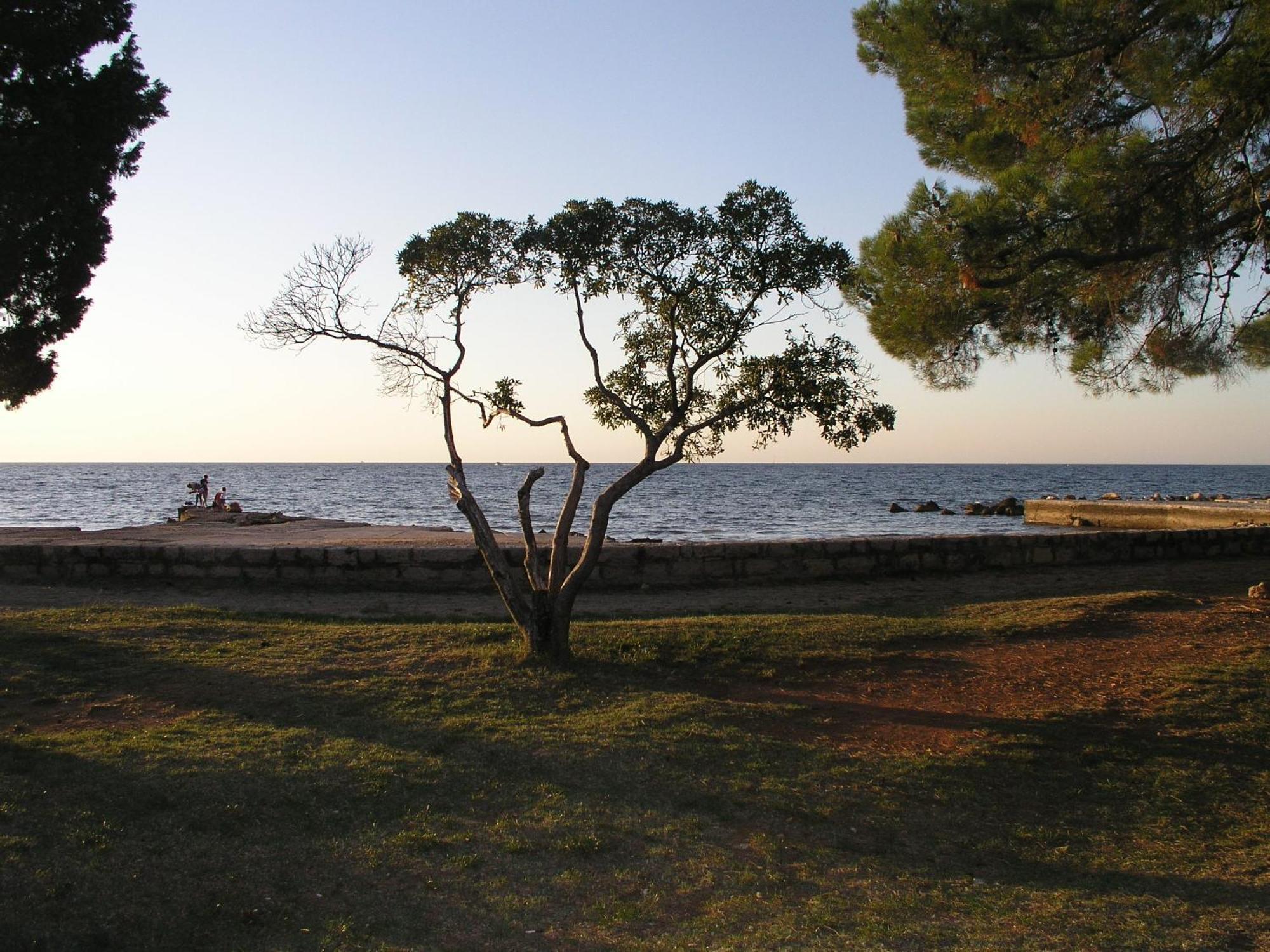 Olea Apartment *