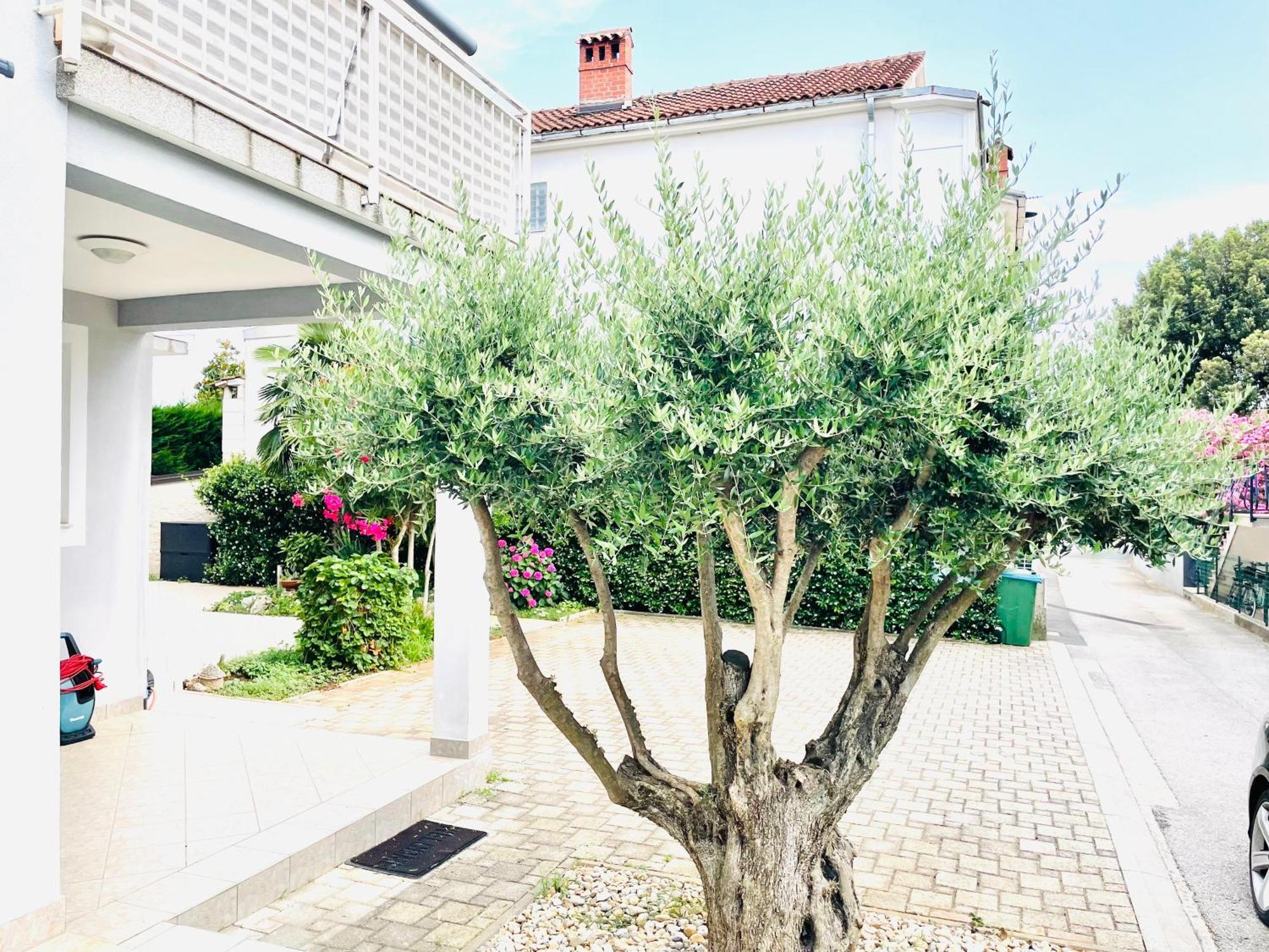 Olea Apartment Umag