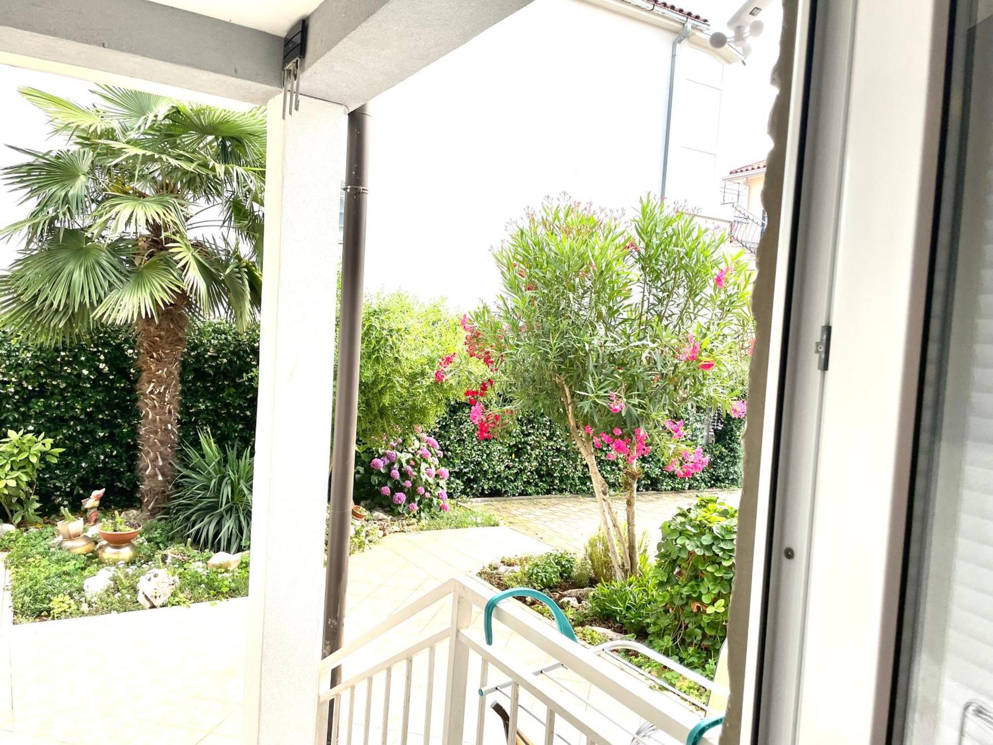 Olea Umag